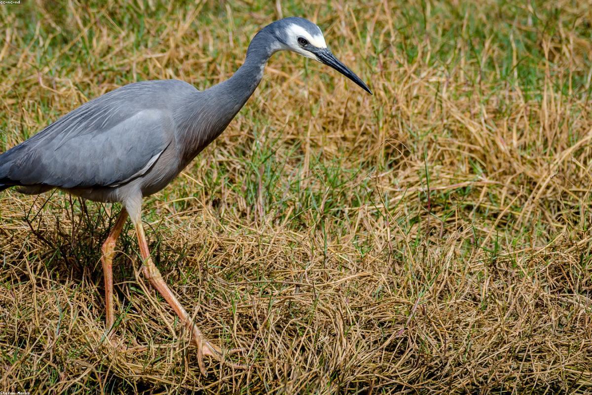 White-faced Heron on tidal flat
