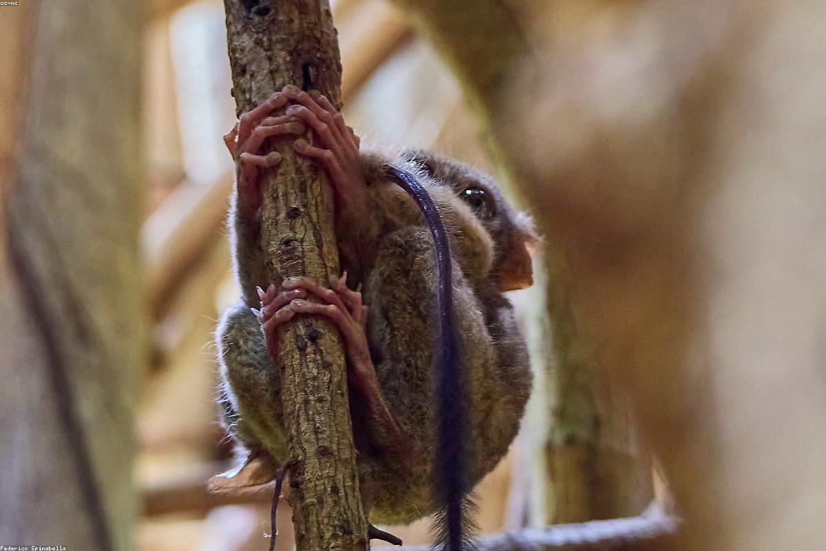 Sulawesi — Tangkoko forest