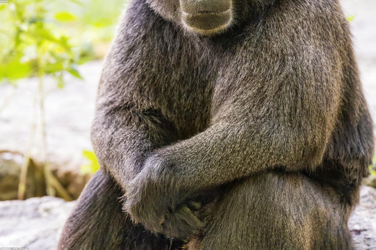 Crested Macaque adult male portrait