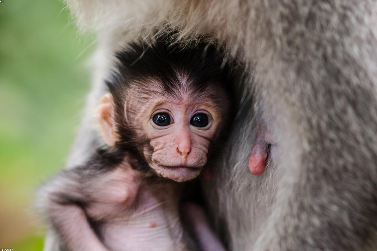 Macaque infant riding mother