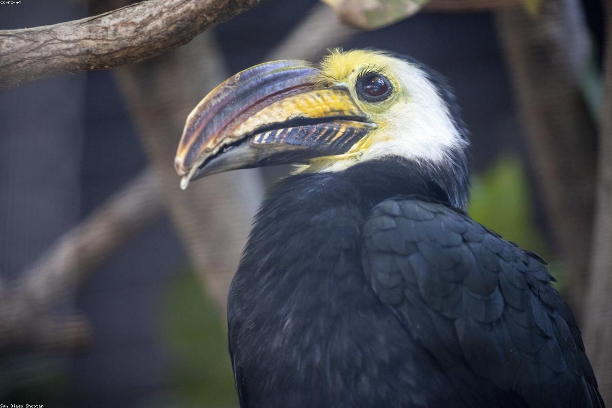 Sulawesi Hornbill in fruiting tree