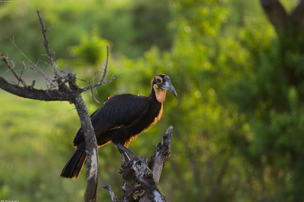 Knobbed Hornbill flying in