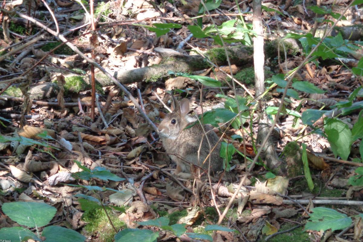 Isabelline Bush-hen skulking