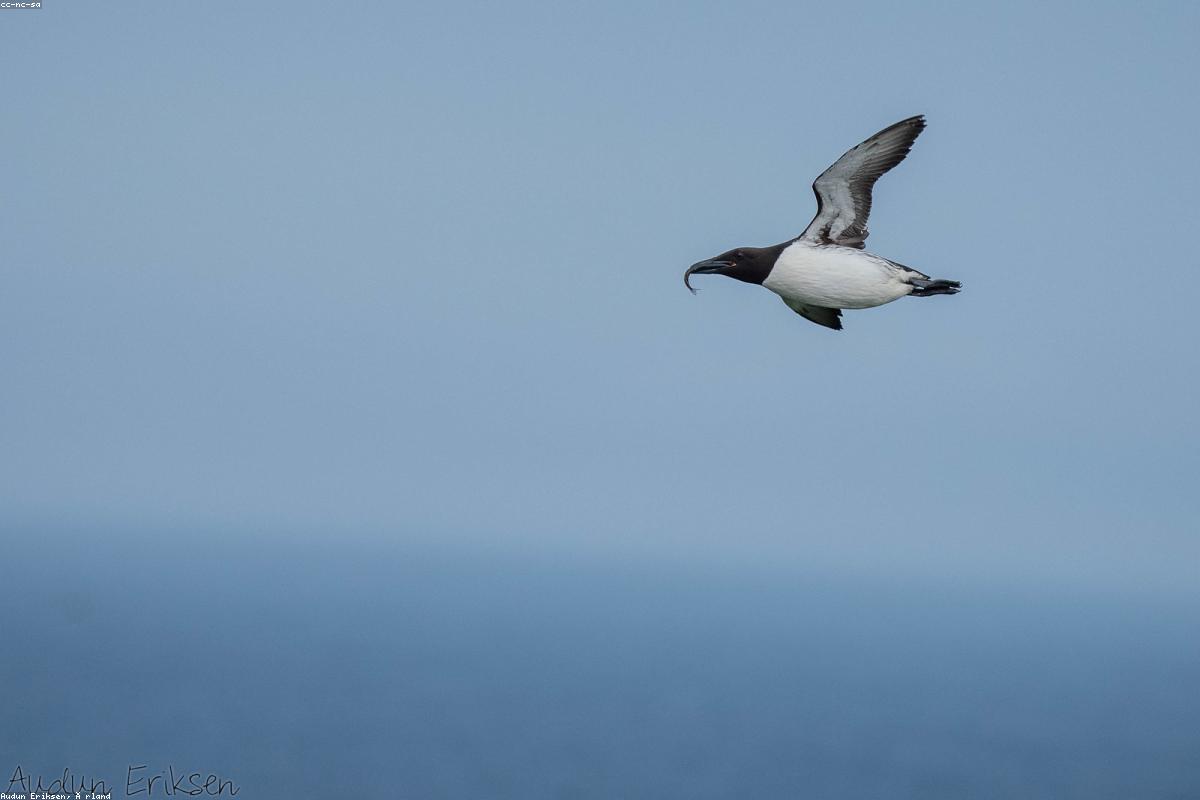 Bruennich's guillemot on cliff