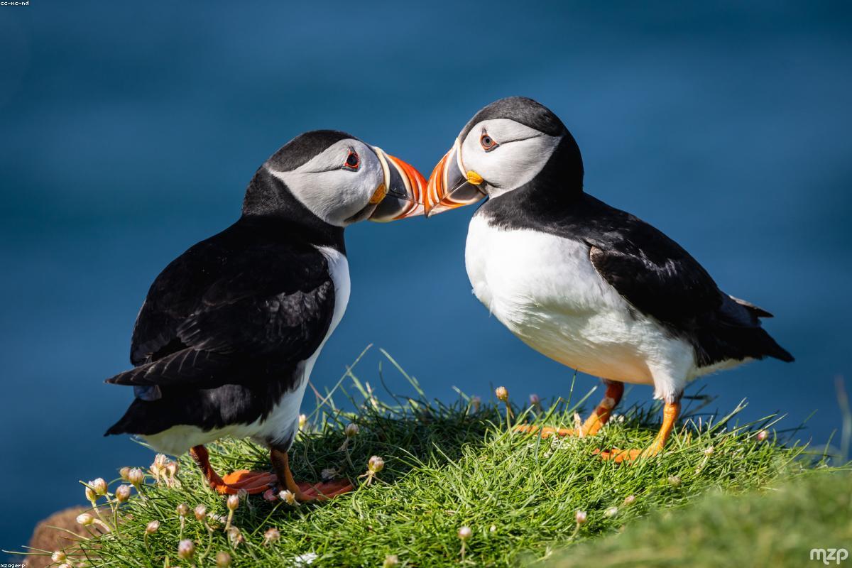 Puffin on cliff edge