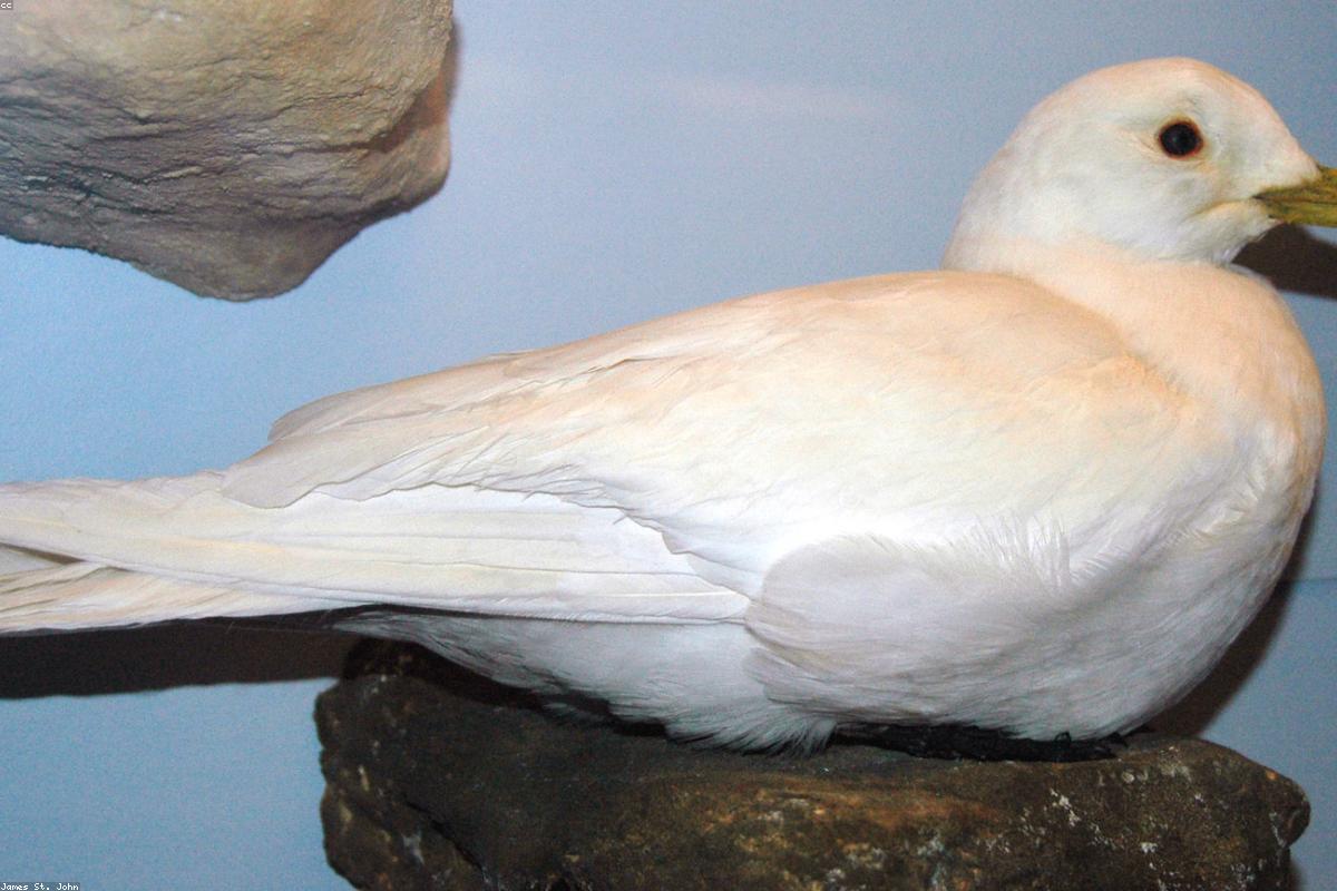 Ivory gull on ice floe