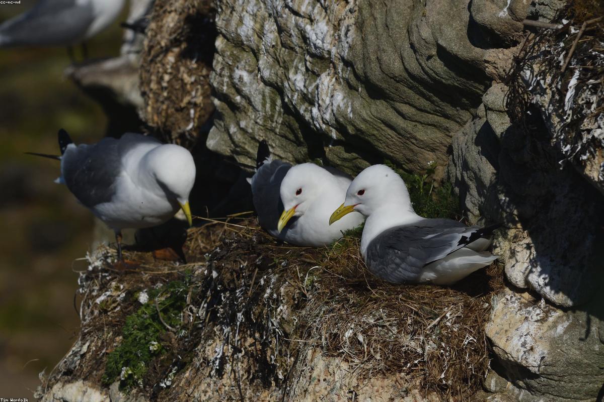 Kittiwake on cliff