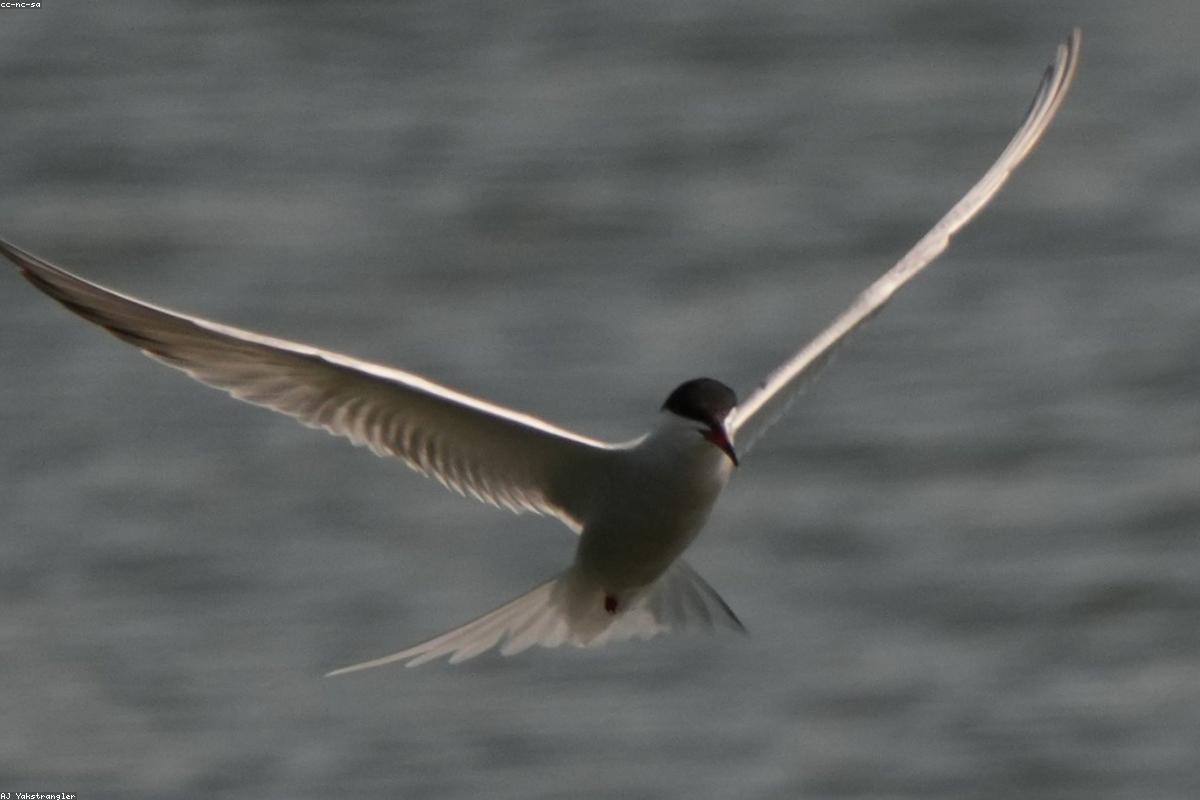 Arctic tern in flight