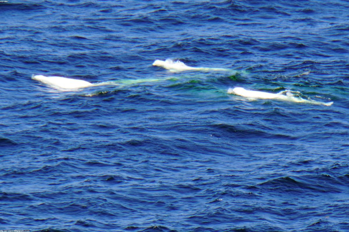 Beluga surfacing in calm water