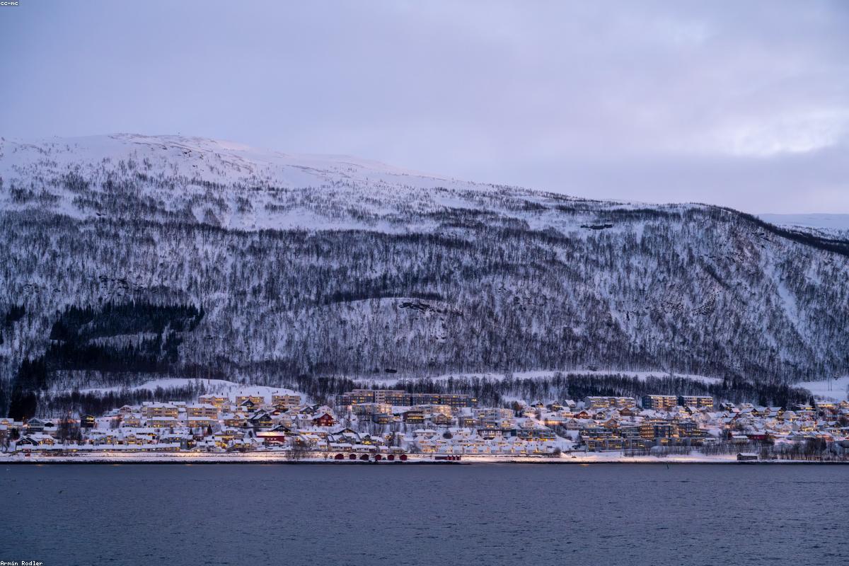 Svalbard reindeer grazing