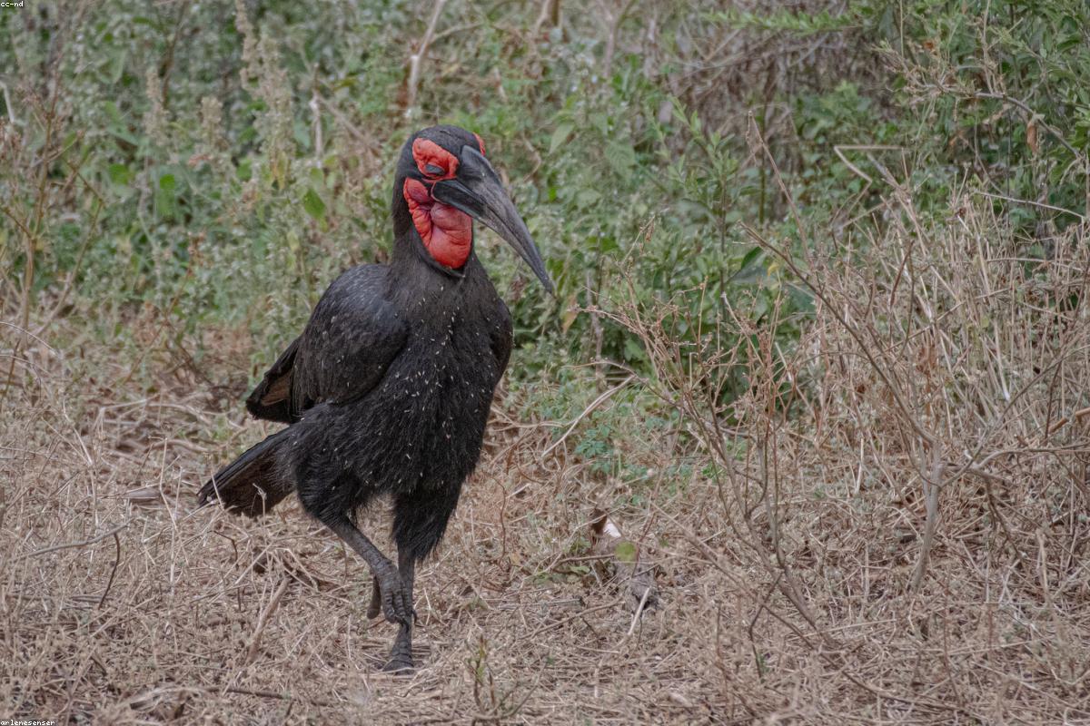 Ground hornbill on grass