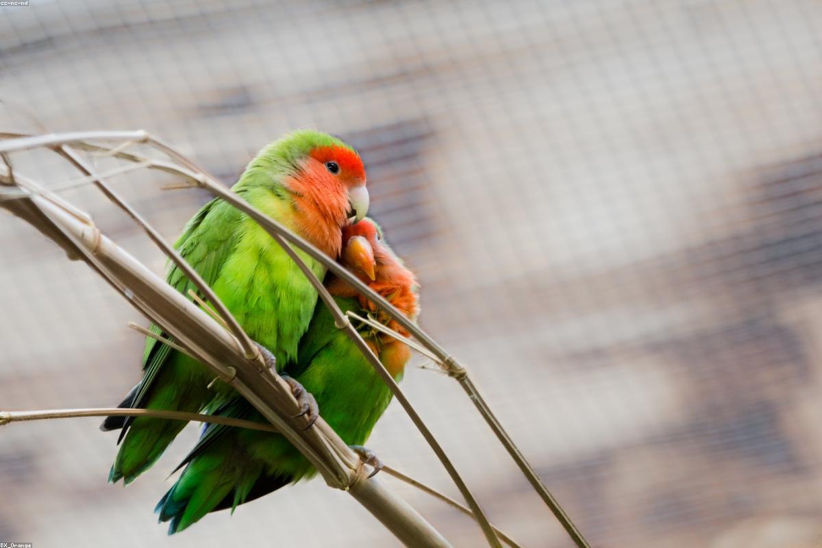 Lovebird pair in tree