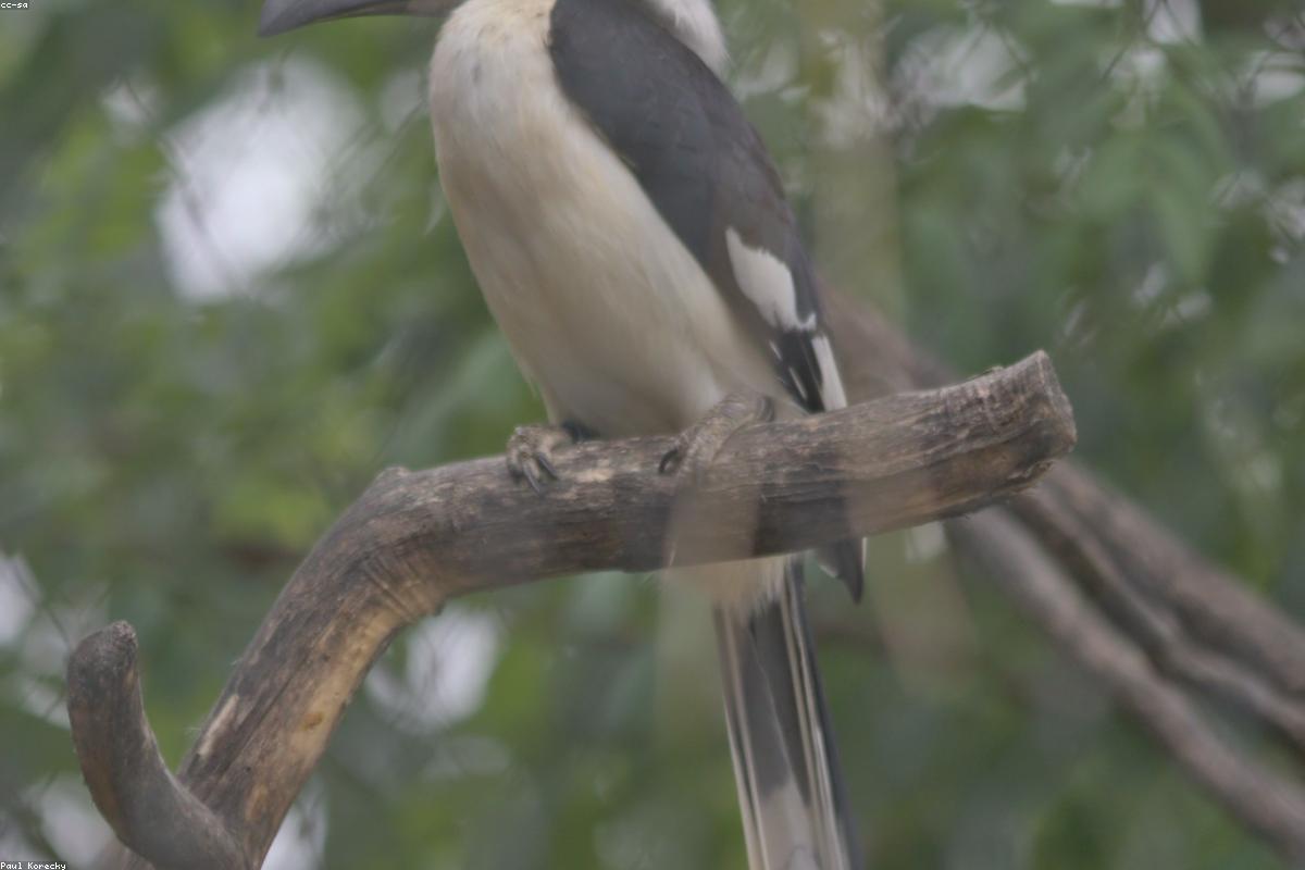 Red-billed hornbill close