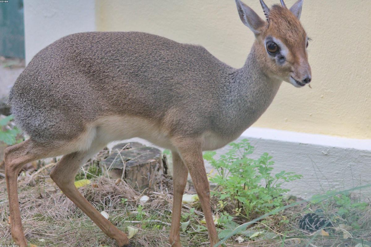 Dik-dik at base of bush