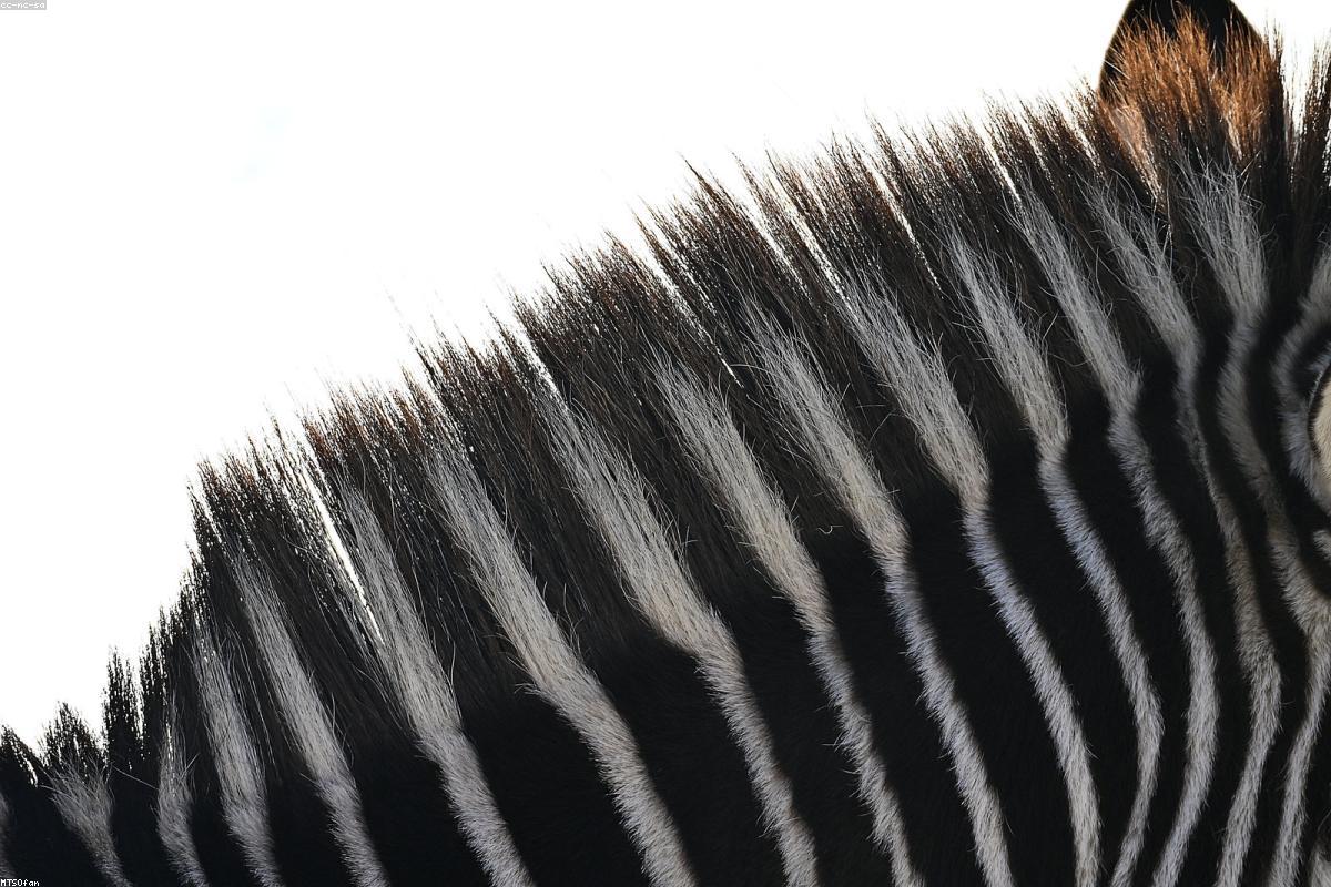 Plains zebra close