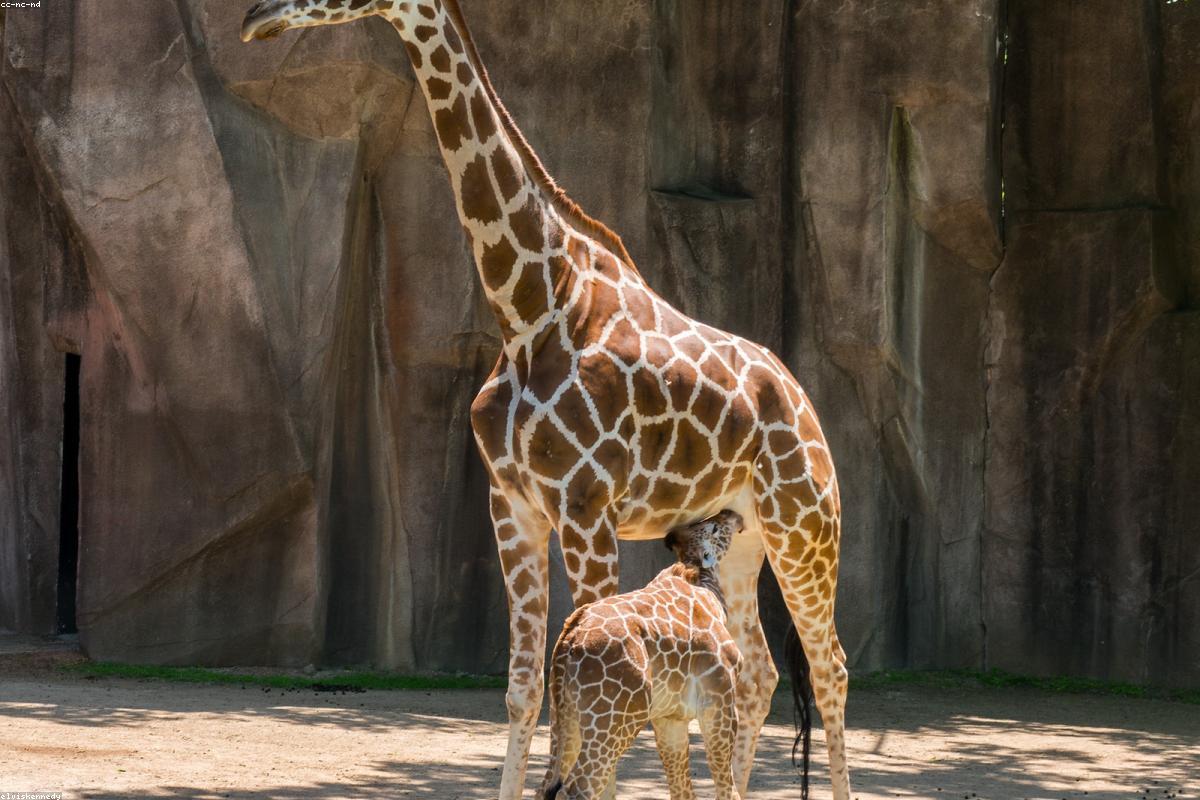 Masai giraffe browsing acacia