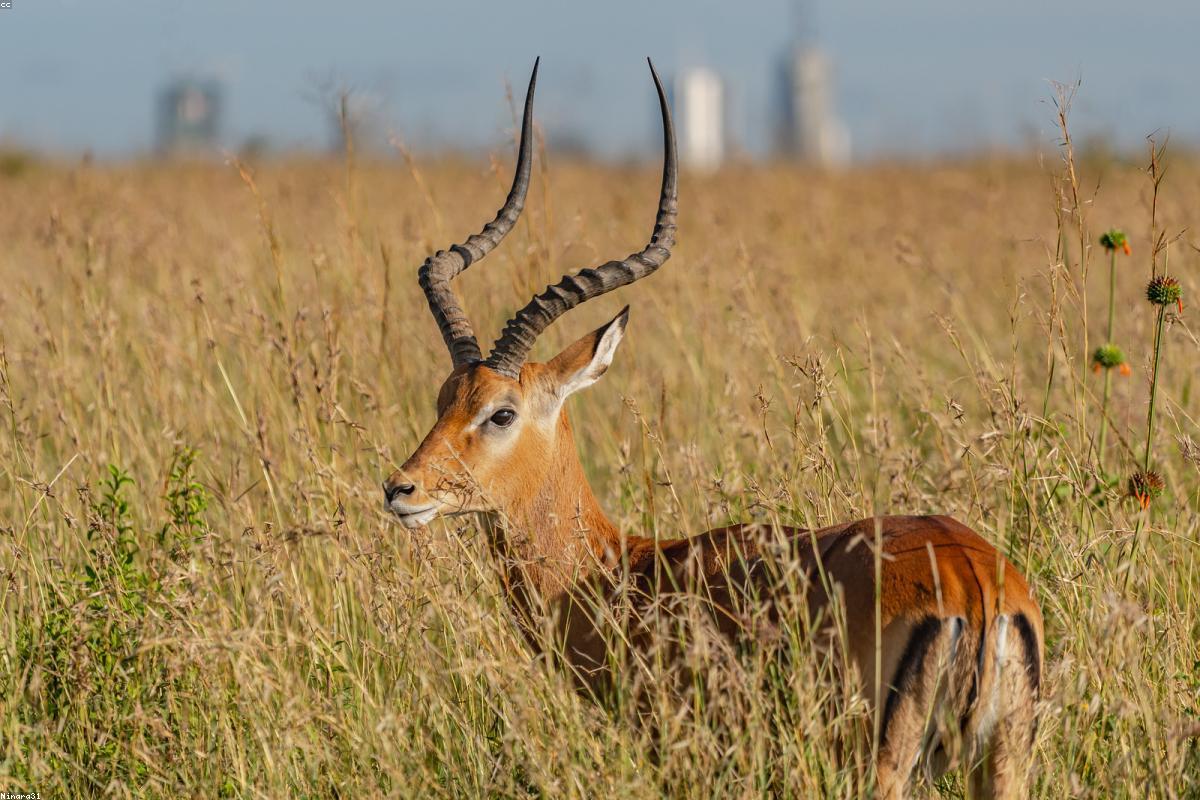 Impala ram alert