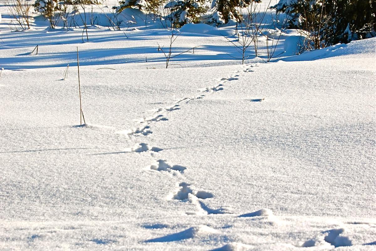 Snowshoe hare tracks in clearing