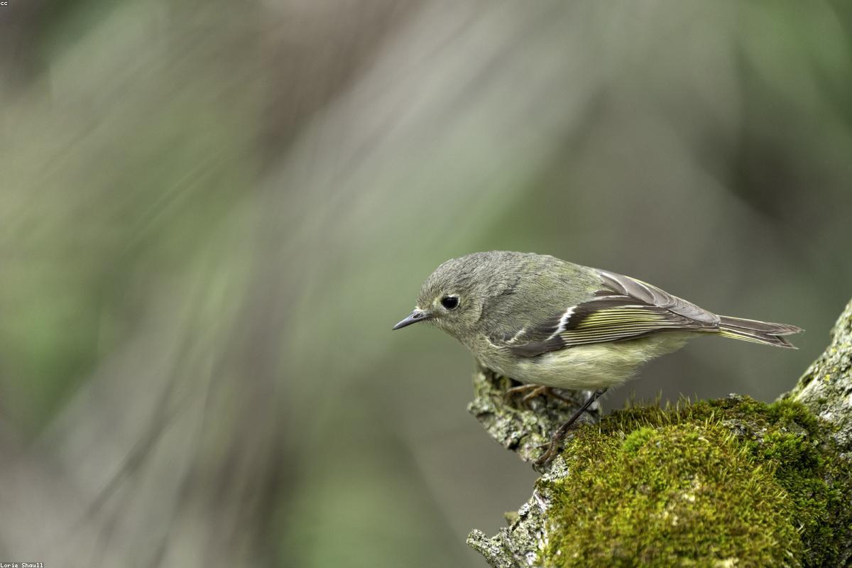 Golden-crowned Kinglet in spruce