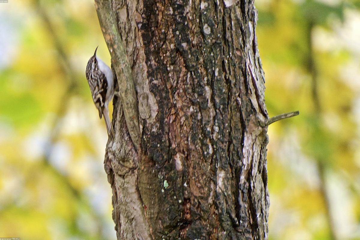 Brown Creeper on spruce bark