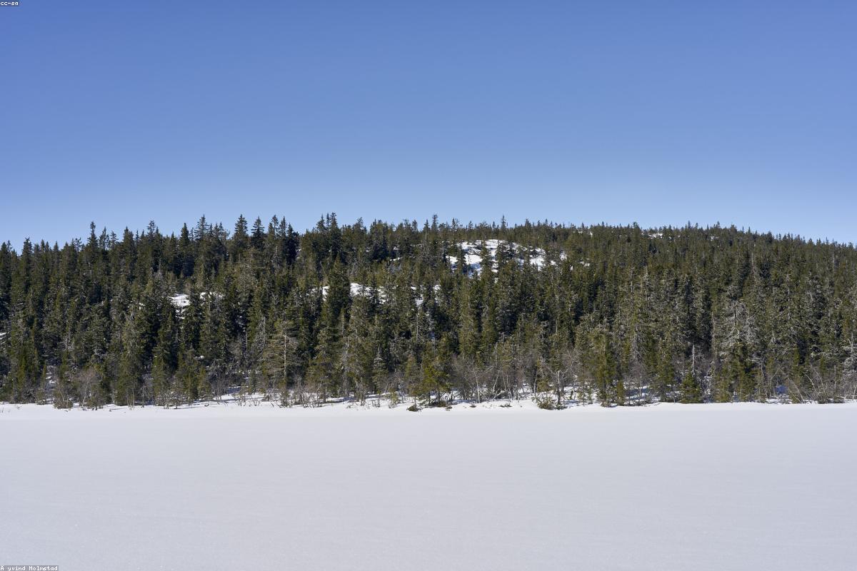 Spruce branch heavy with snow