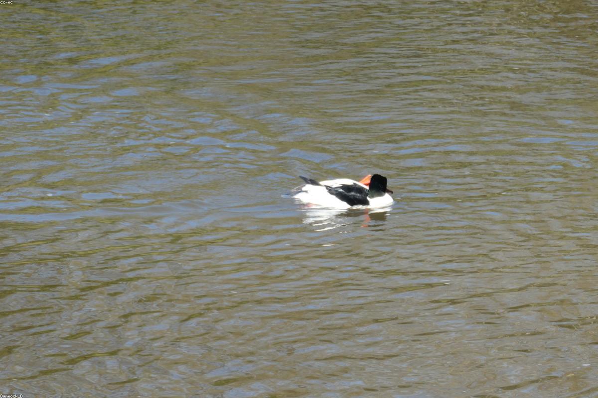 Common Merganser drake distant