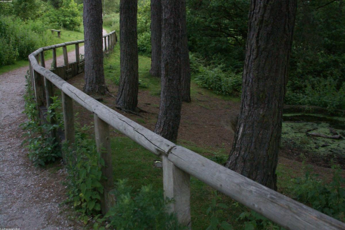 Boardwalk through flooded timber