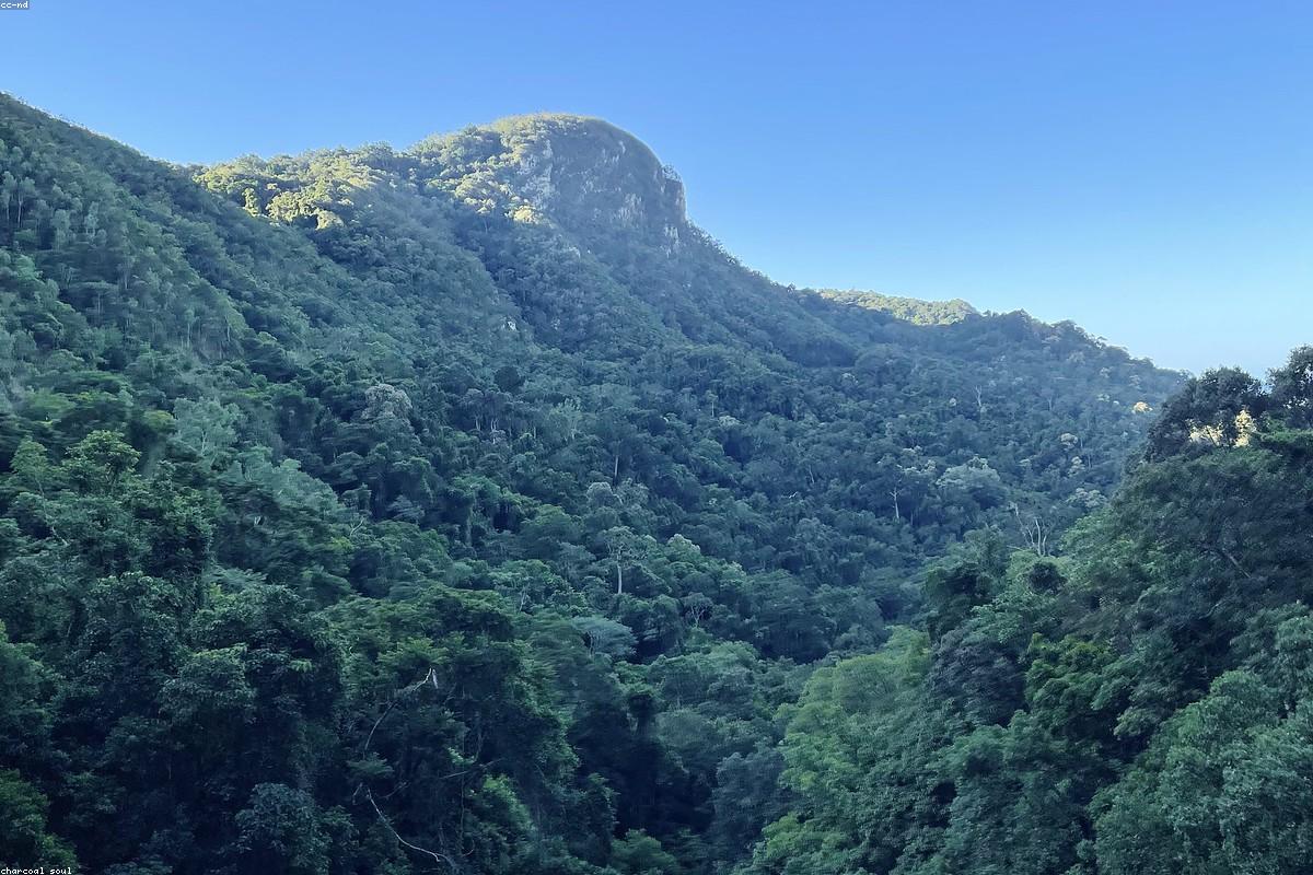 Daintree Rainforest