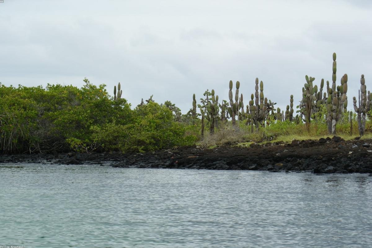 Grassy headland with fog bank offshore