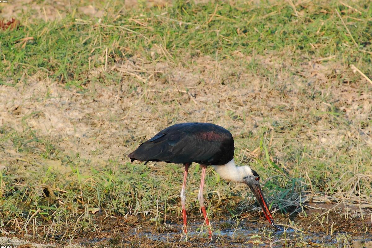 Keoladeo National Park