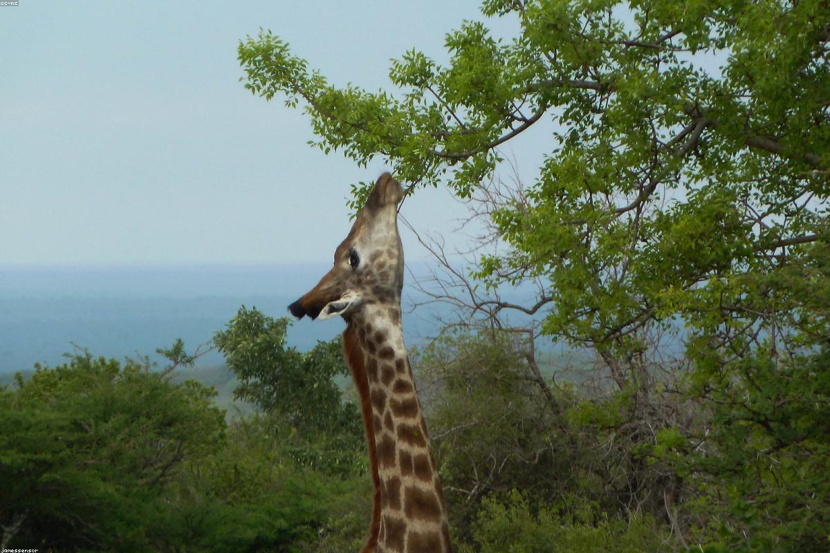 Kruger National Park