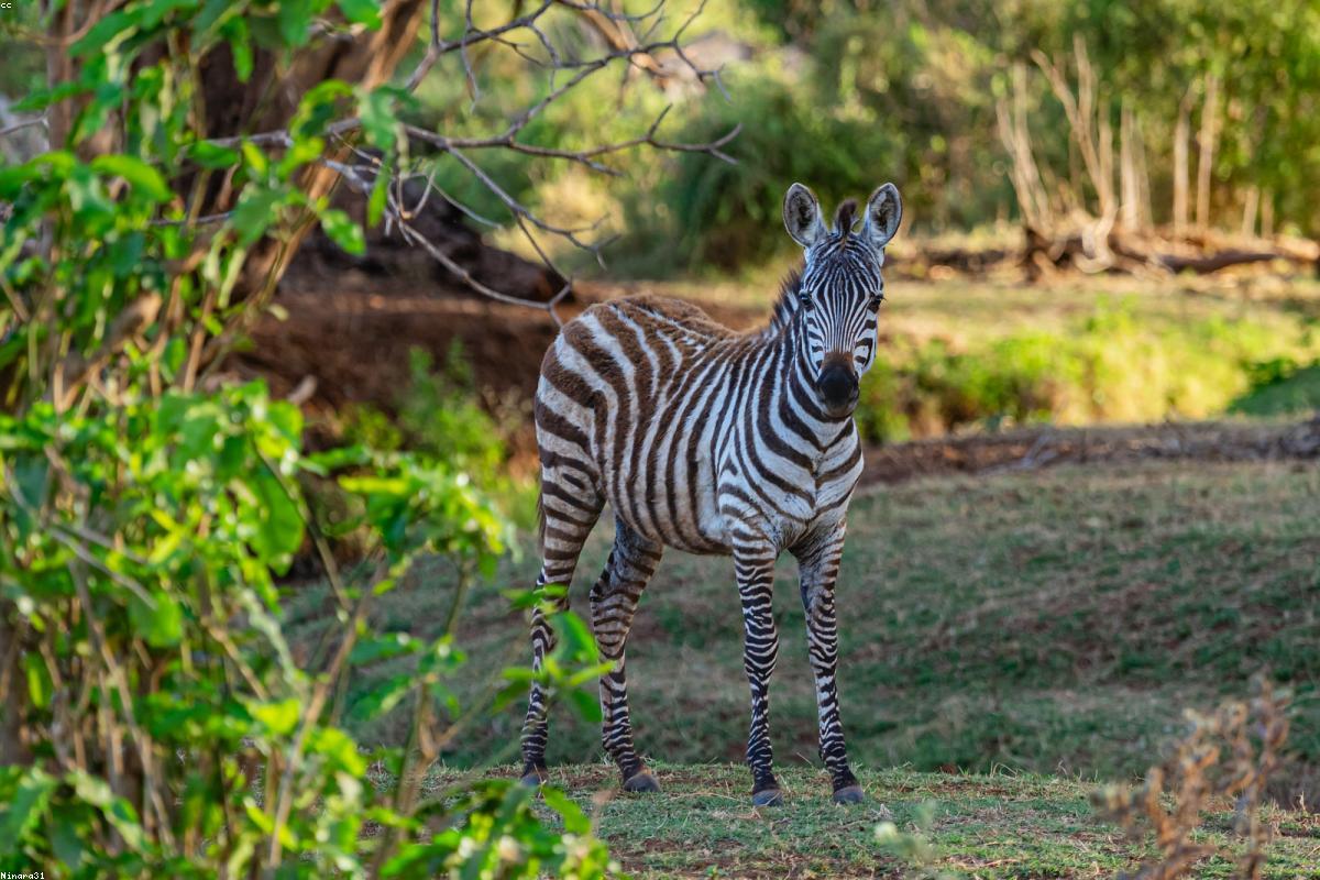 Masai Mara National Reserve