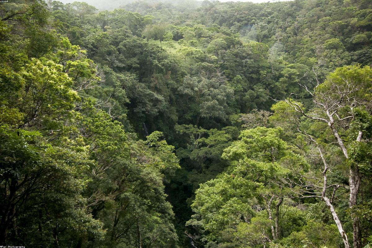 Monteverde Cloud Forest Reserve