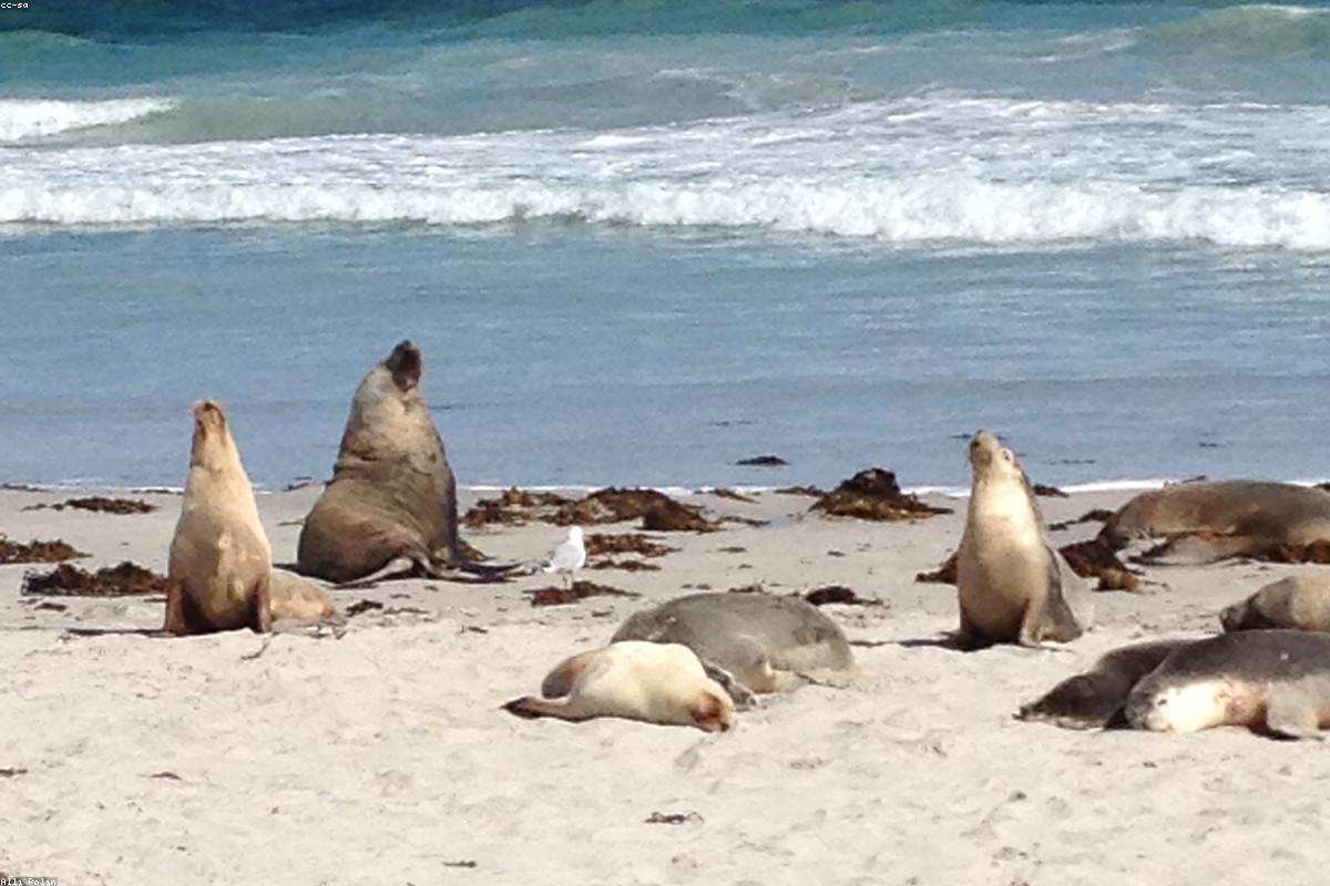 Grassy headland with fog bank offshore