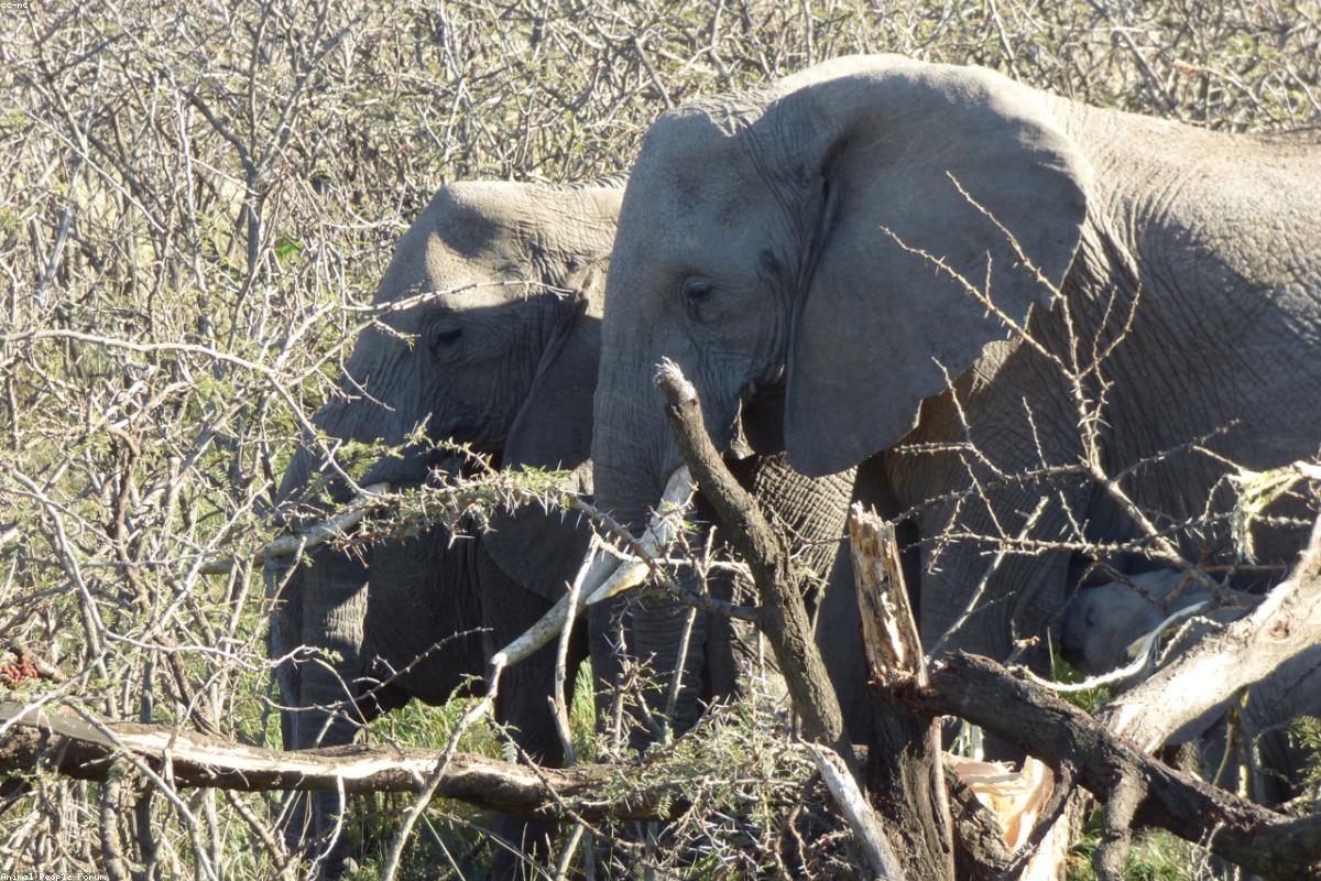 African Elephant