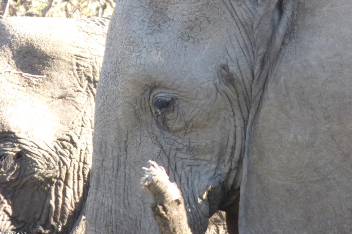 African Elephant resting on a sunlit rock