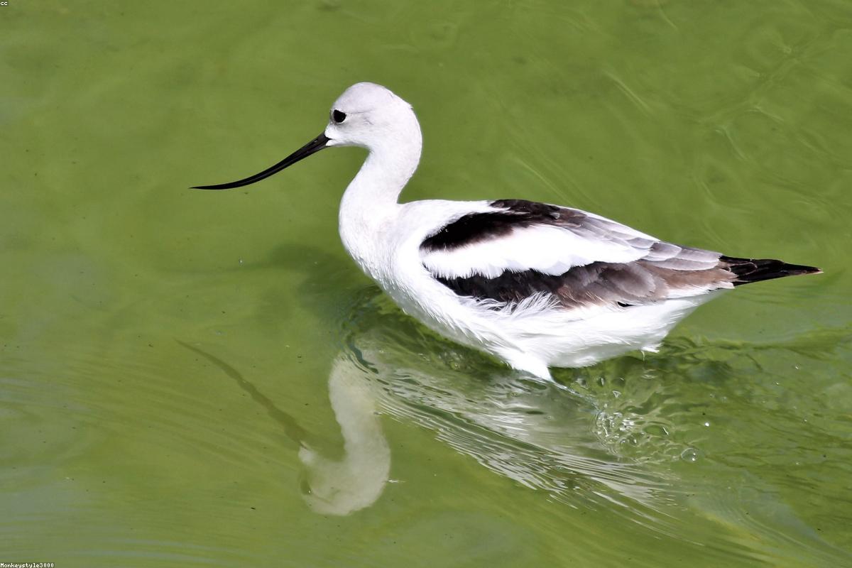 American Avocet