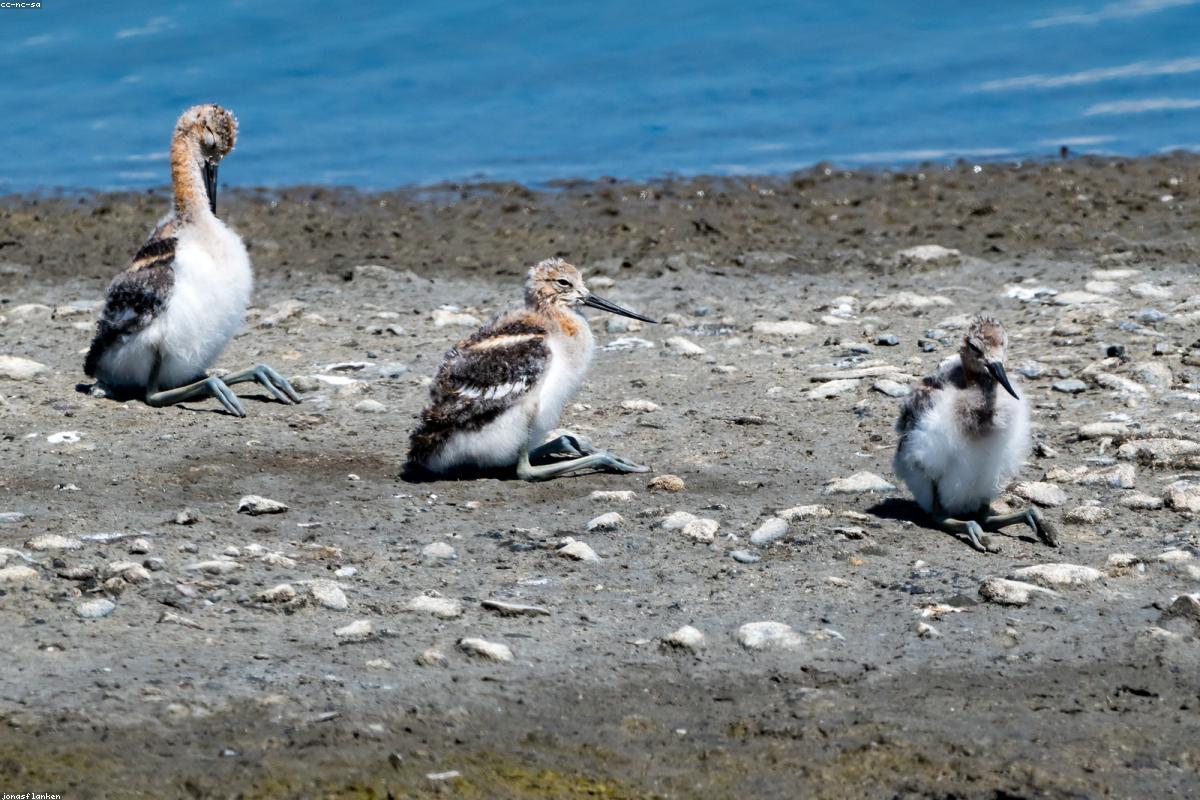 Adult American Avocet at close range