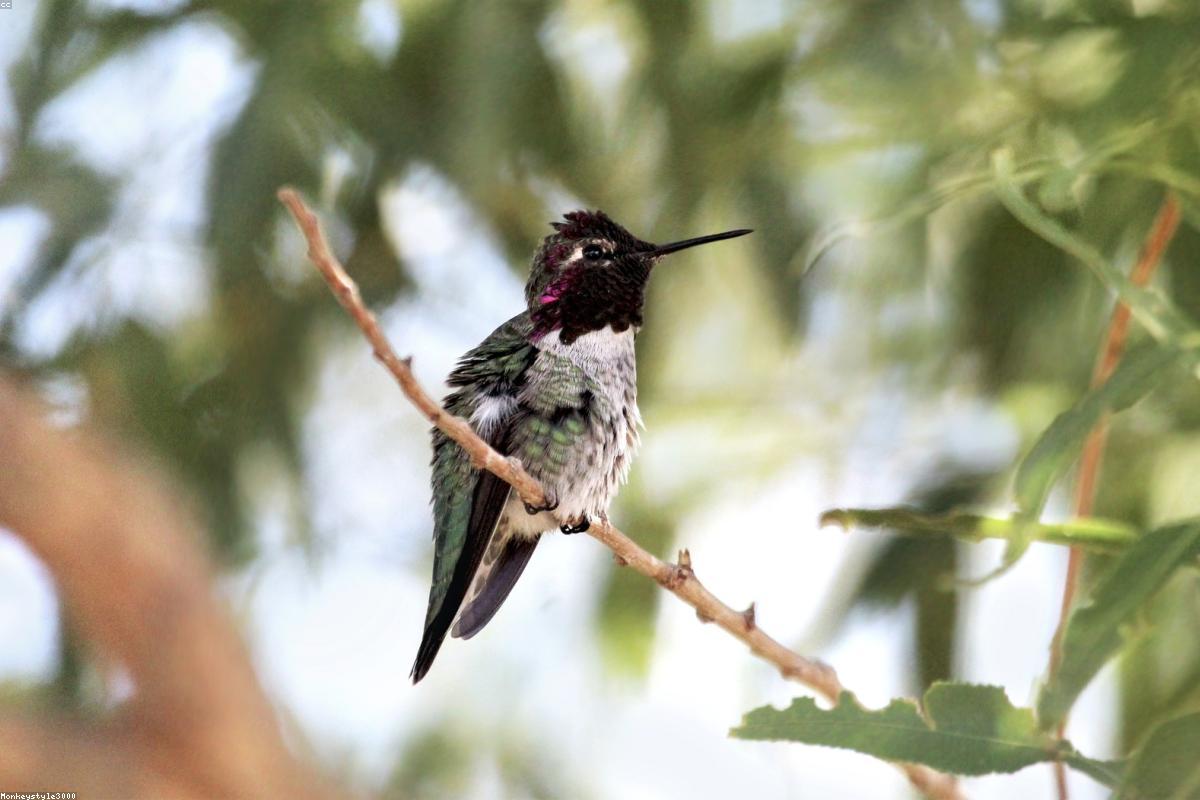 Anna's Hummingbird