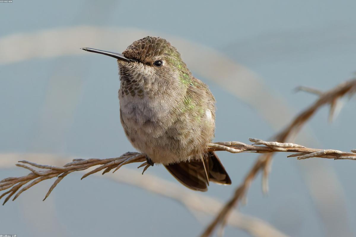 Anna's Hummingbird preening on an open branch