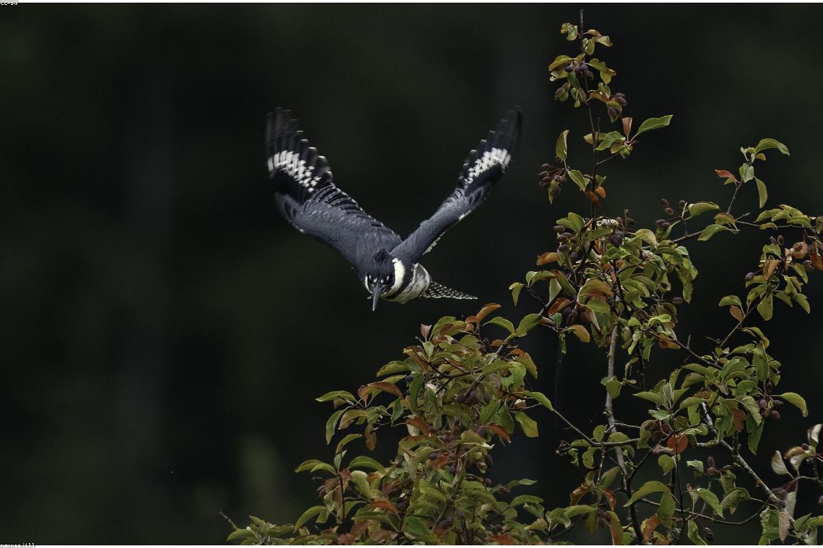 Belted Kingfisher preening on an open branch