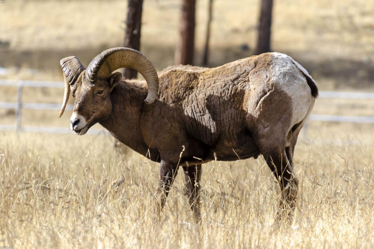Bighorn Sheep