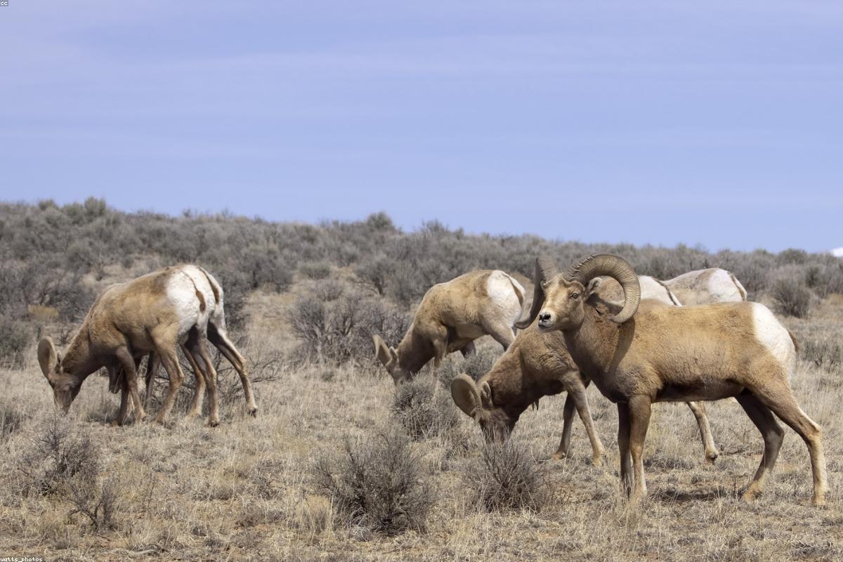 Bighorn Sheep resting on a sunlit rock