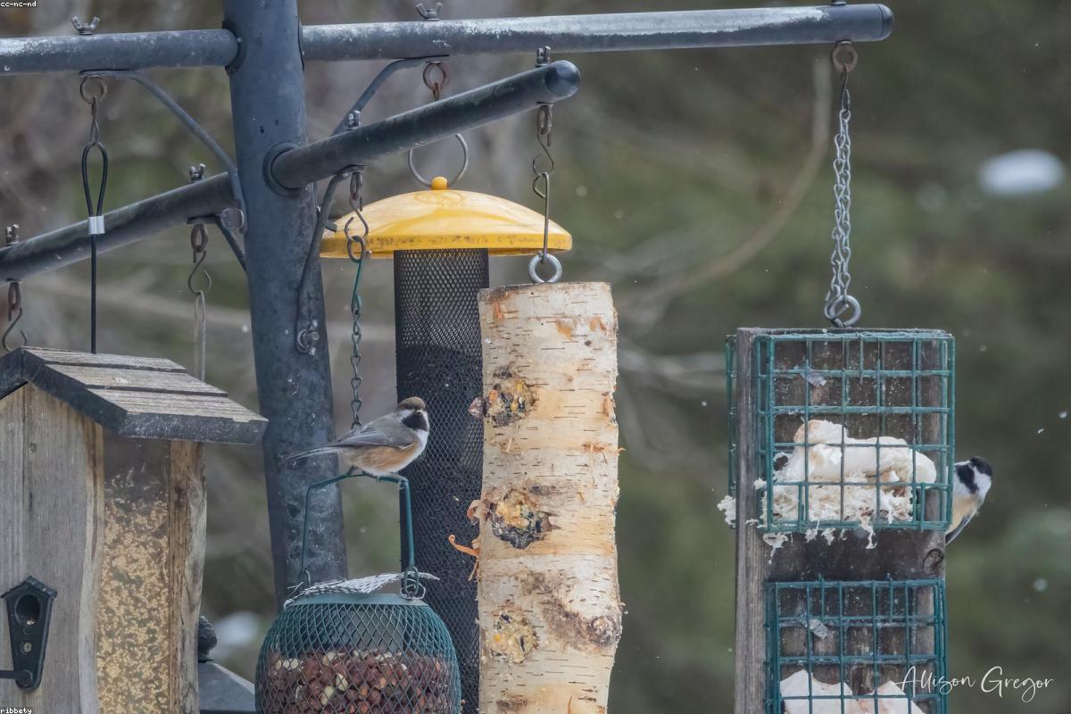 Black-capped Chickadee