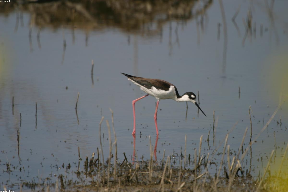 Black-necked Stilt