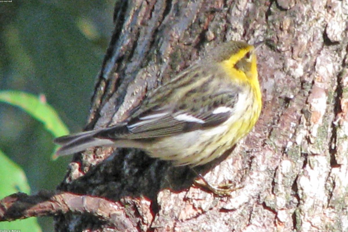 Blackburnian Warbler