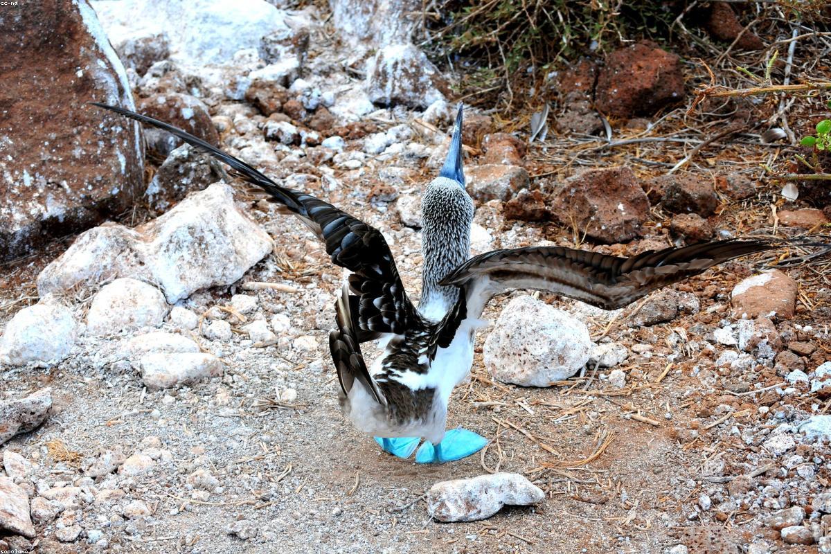 Blue-footed Booby