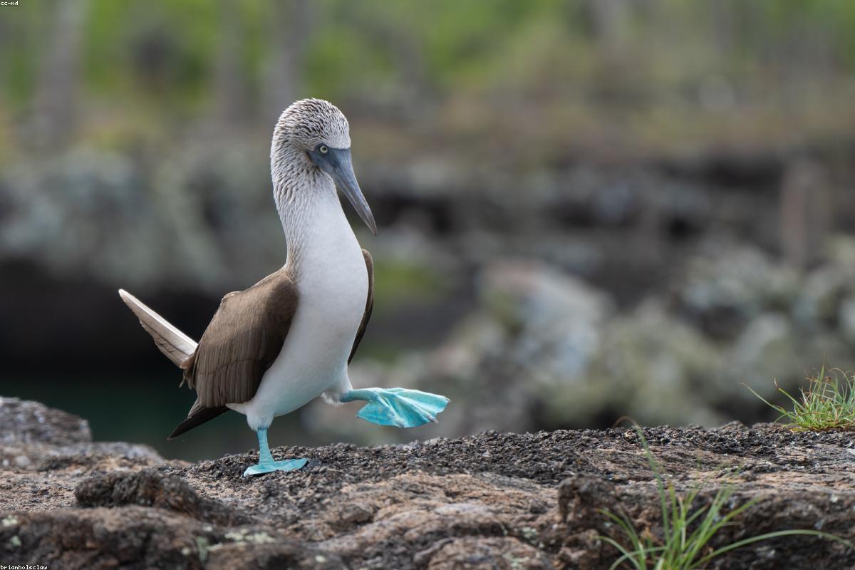 Blue-footed Booby preening on an open branch