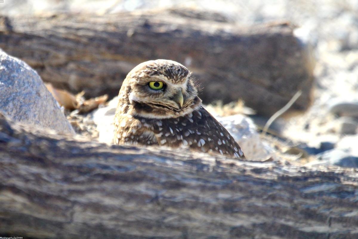 Burrowing Owl