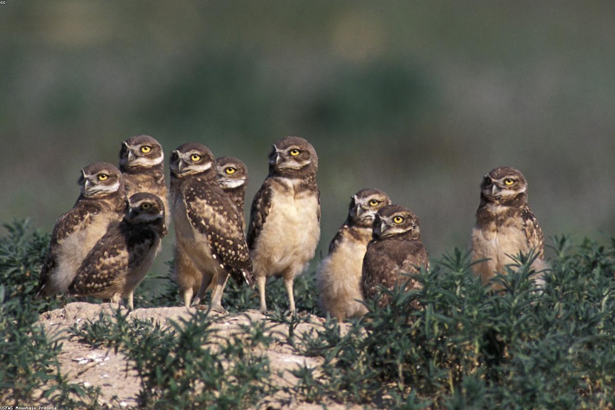 Burrowing Owl calling from a reed stem